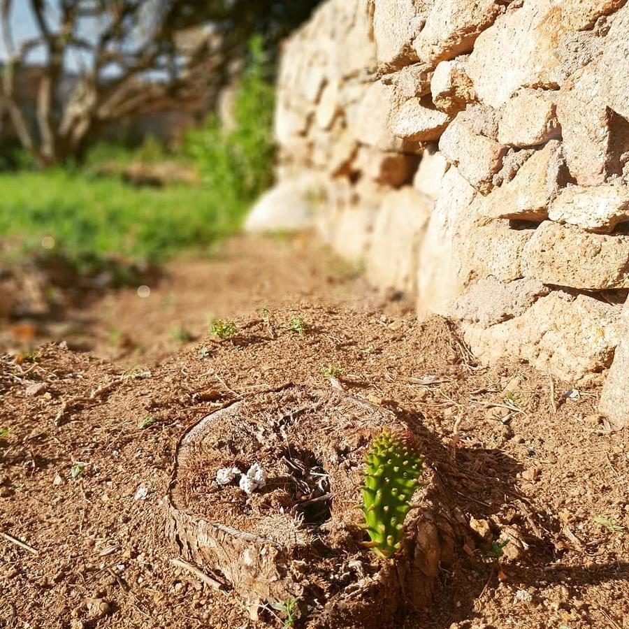 Villa Sprafundu La Maddalena  Eksteriør billede